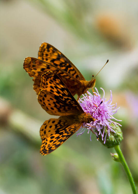 Great Spangled Fritillary Poster featuring the photograph Great Spangled Fritillary Couple by Holden The Moment