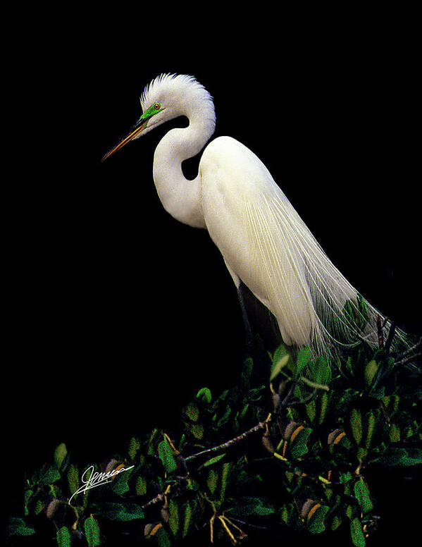 Nature Poster featuring the photograph Great White Egret VI by Phil Jensen