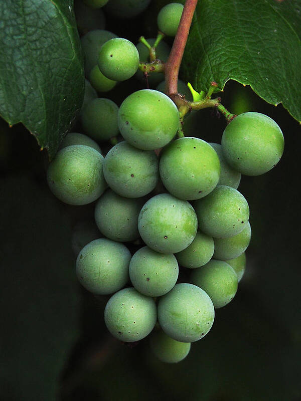 Grapes Poster featuring the photograph Green Grapes by Marion McCristall