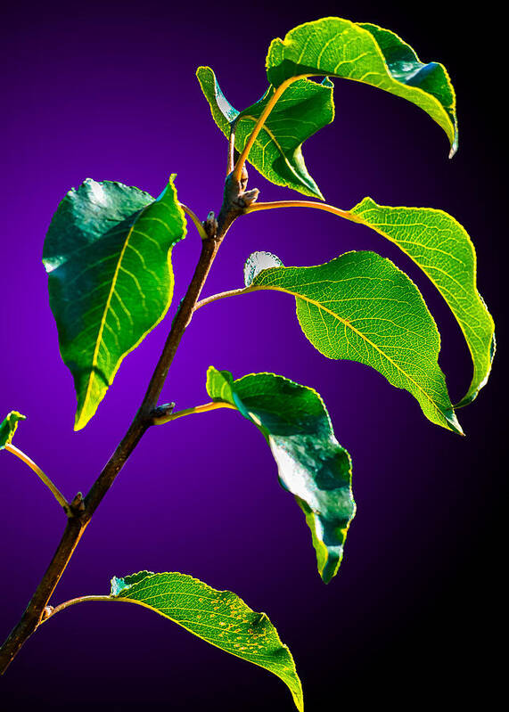  Poster featuring the photograph Green Leaves by Brian Stevens