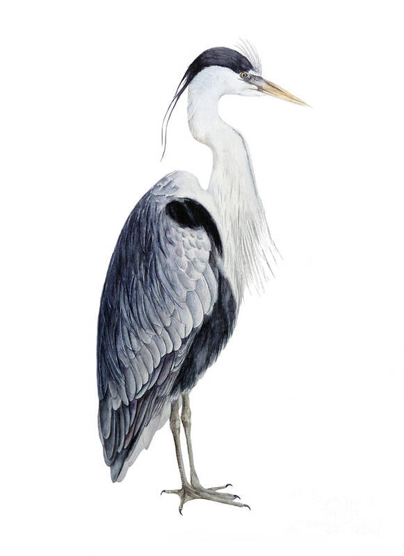 Heron Poster featuring the painting Grey Heron by Marie Burke
