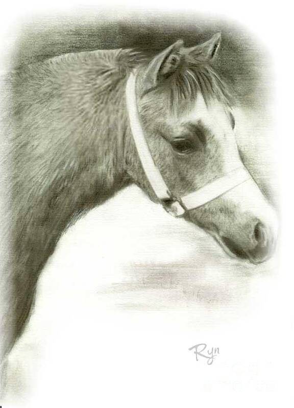 Grey Poster featuring the drawing Grey Welsh Pony by Ryn Shell