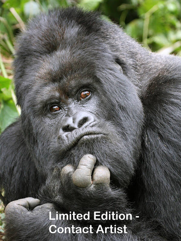 Mountain Gorilla Poster featuring the photograph Guhonda by David Beebe