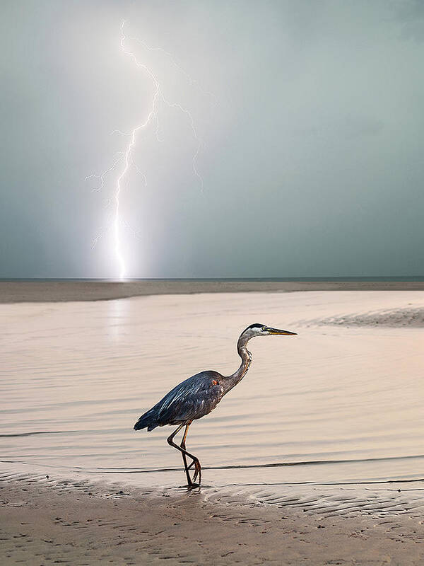 Lightning Poster featuring the photograph Gulf Port Storm by Scott Cordell