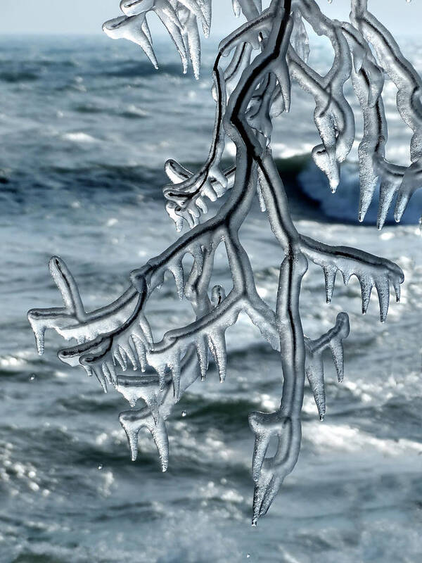 Shoreline Poster featuring the photograph Hanging Ice Sculpture by David T Wilkinson