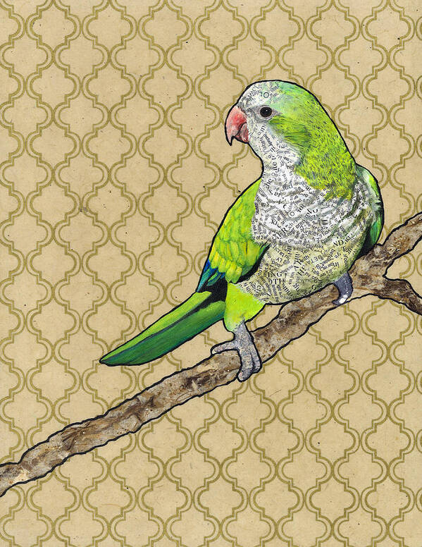 Monk Parakeet Poster featuring the painting Harold by Jacqueline Bevan