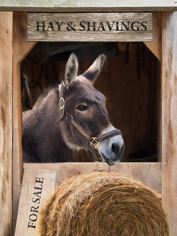 Donkey Poster featuring the photograph Hay and Shavings by Robin-Lee Vieira