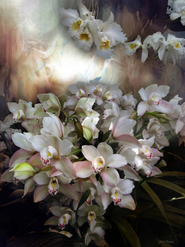 Orchids Poster featuring the photograph Heavens Orchids by John Rivera