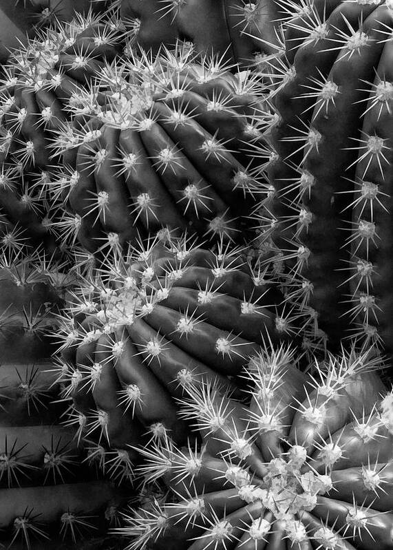 Hedgehog Cactus Poster featuring the photograph Hedgehog cactus in black and white by Ram Vasudev