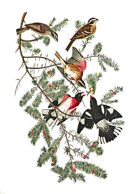 Christmas Poster featuring the photograph Holiday Birds by Munir Alawi