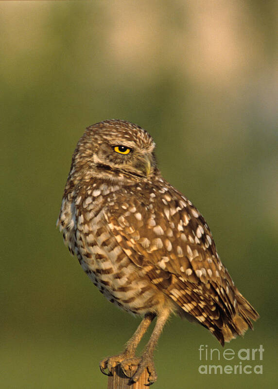 Bird Poster featuring the photograph Hoot a burrowing owl portrait by John Harmon