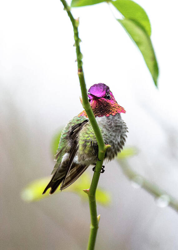 Anna's Hummingbird Poster featuring the photograph Hummingbird 4855 by Pamela S Eaton-Ford
