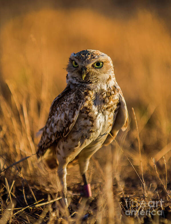 Burrowing Owl Poster featuring the photograph Hunting Burrowing Owl at Sunset by Dean Birinyi