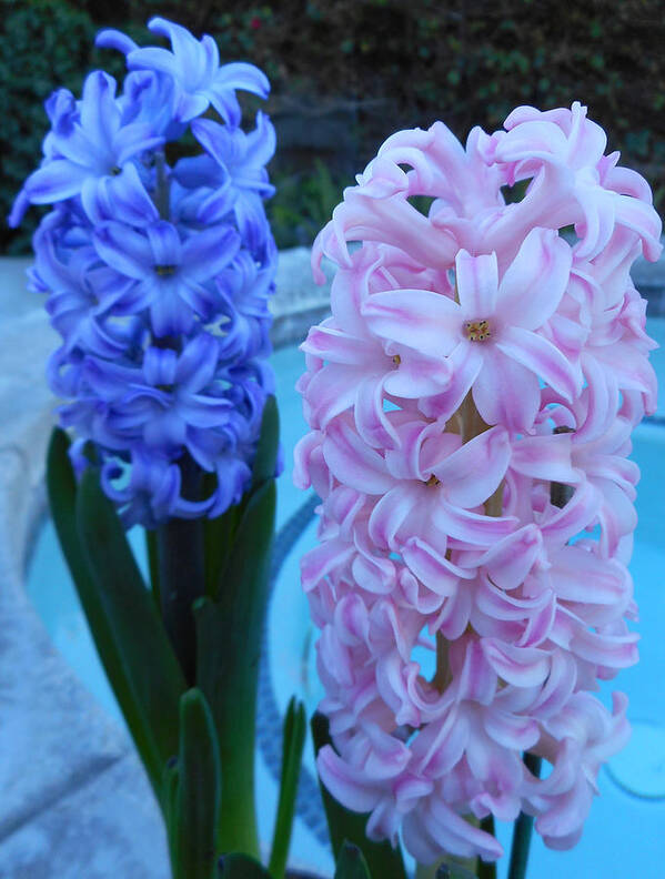 Flowers Poster featuring the photograph Hyacinth 1 by Ron Kandt