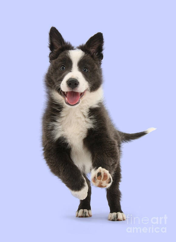 Border Collie Poster featuring the photograph I can run all day by Warren Photographic