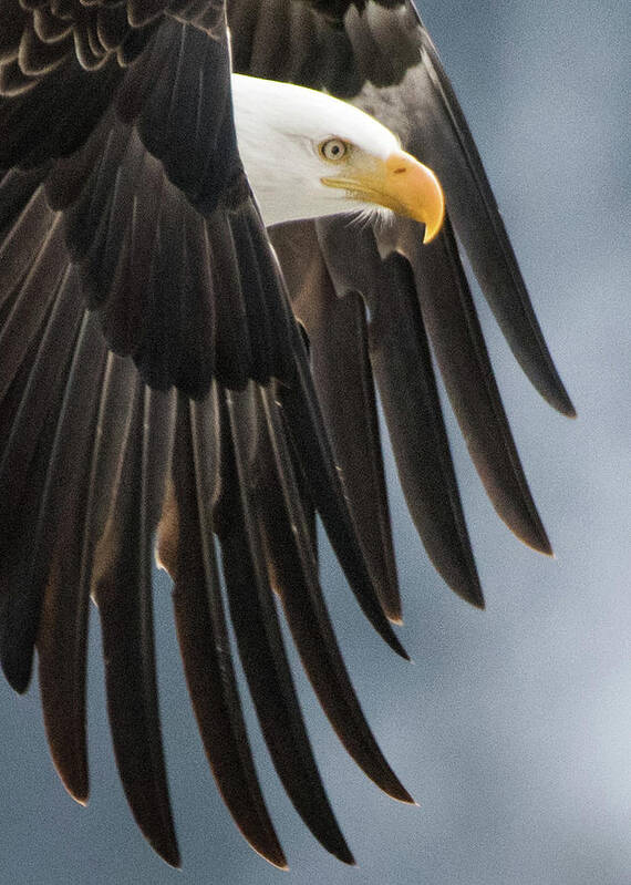 Eagle Poster featuring the photograph In Flight by Joy McAdams