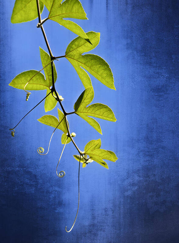 Leaves Poster featuring the photograph In The Blue by Carolyn Marshall