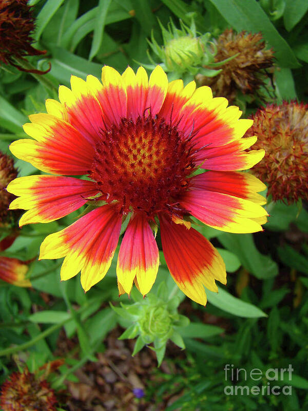 Flower Poster featuring the photograph Indian Blanket Flower by Sue Melvin