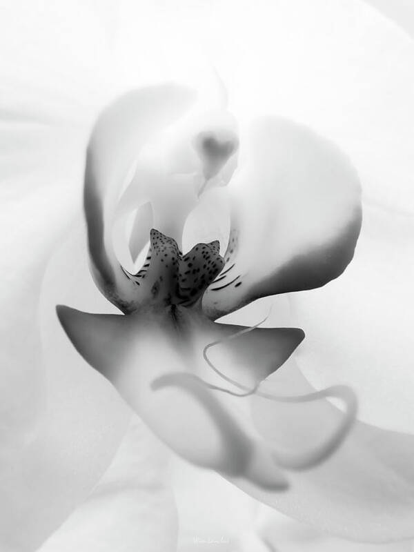 White Orchid Poster featuring the photograph Inside Orchid by Wim Lanclus