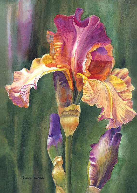 Iris Poster featuring the painting Iris on the Warm Side by Sharon Freeman