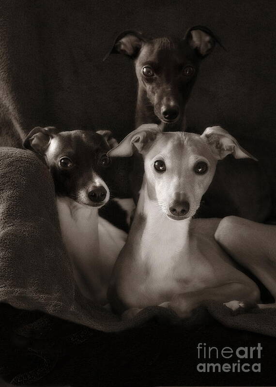 Black And White Poster featuring the photograph Italian Greyhound Trio in Black and White by Angela Rath