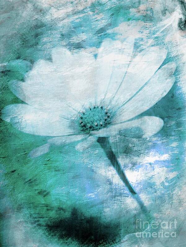Daisy Poster featuring the photograph Just A Daisy by Clare Bevan