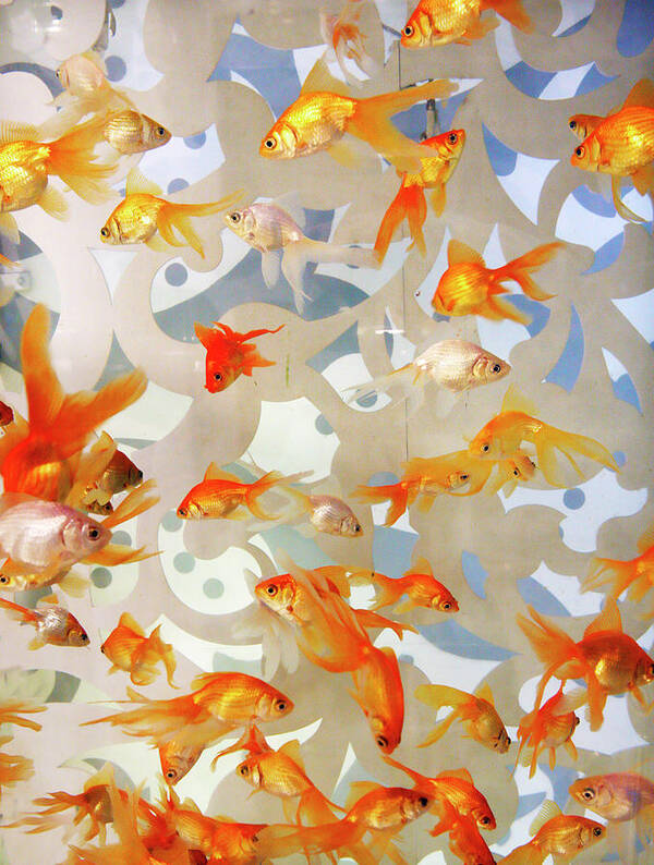 Large Poster featuring the photograph Large Tank of Goldfish by Marilyn Hunt