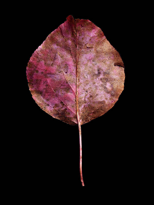 Leaves Poster featuring the photograph Leaf 20 by David J Bookbinder