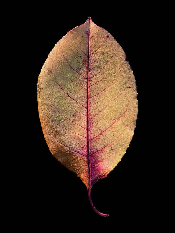  Poster featuring the photograph Leaf 26 by David J Bookbinder