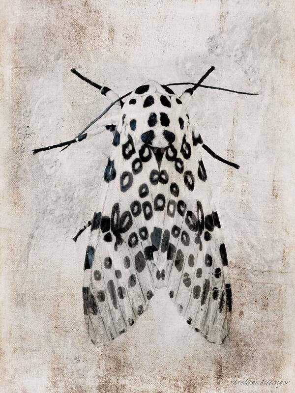 Giant Leopard Moth Poster featuring the photograph Leopard Moth Minimalist Nature by Melissa Bittinger