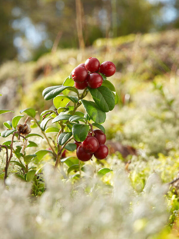 Lehtokukka Poster featuring the photograph Lingonberries 1 by Jouko Lehto