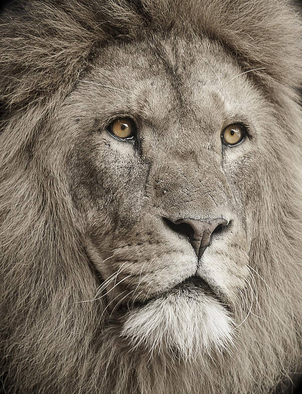 Lion Poster featuring the photograph Lion portrait by Paul Neville
