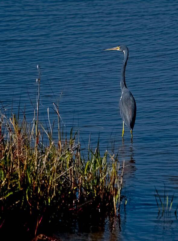 Heron Poster featuring the photograph Little Blue Heron by DigiArt Diaries by Vicky B Fuller