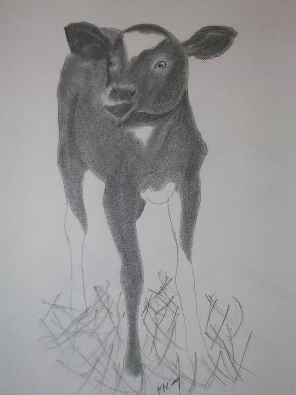 Cow Poster featuring the drawing Little Calf by Kristen Hurley