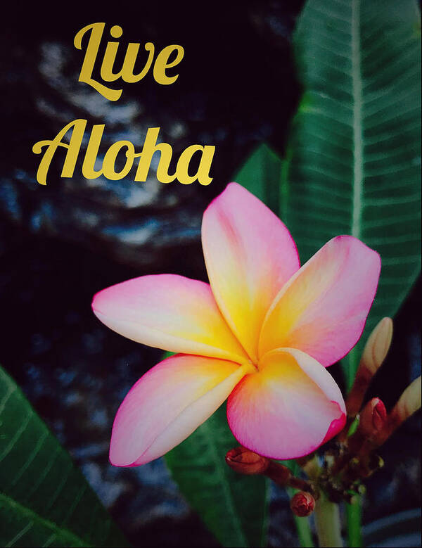 Live Poster featuring the photograph Live Aloha by Steph Gabler