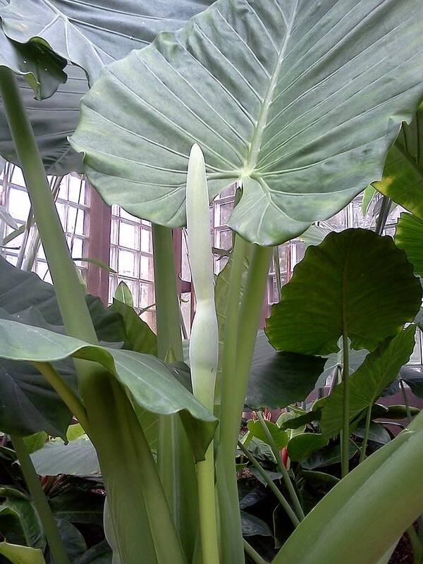 Elephant Ear Poster featuring the photograph Long Ear by Pamela Henry