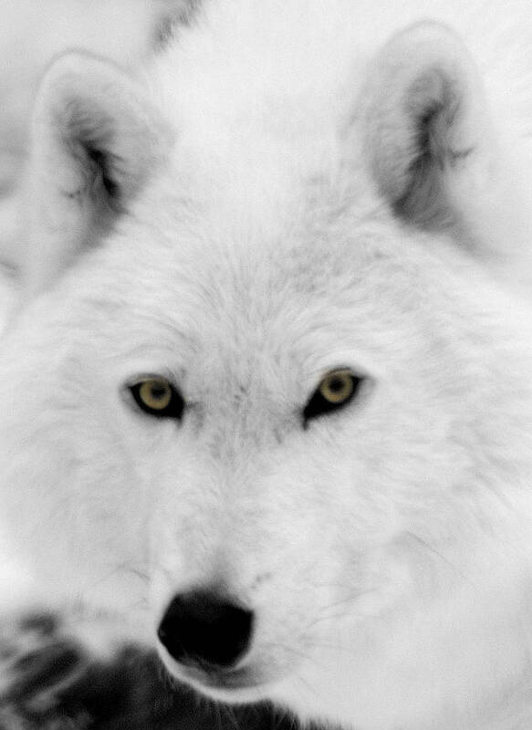 Arctic Wolf Poster featuring the photograph Look into my eyes by Larry Ricker