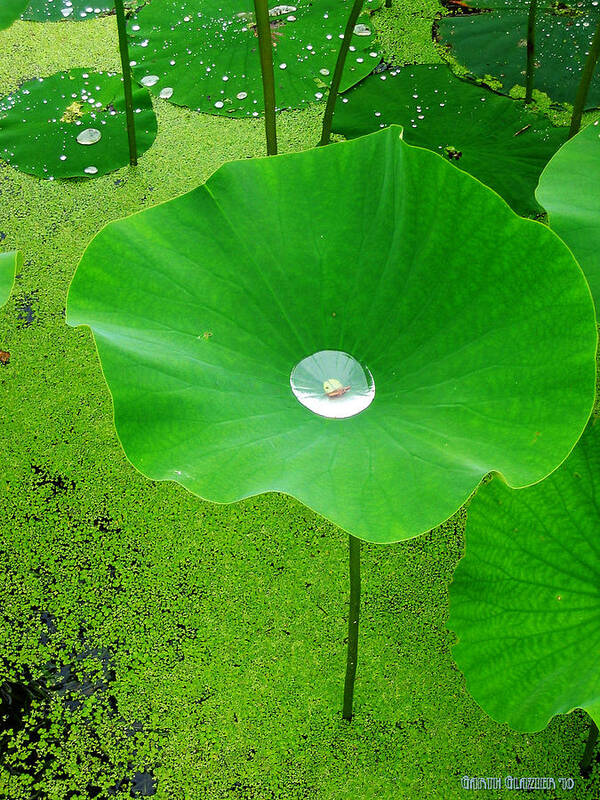 Lotus Flower Poster featuring the photograph Lotus Pond by Garth Glazier