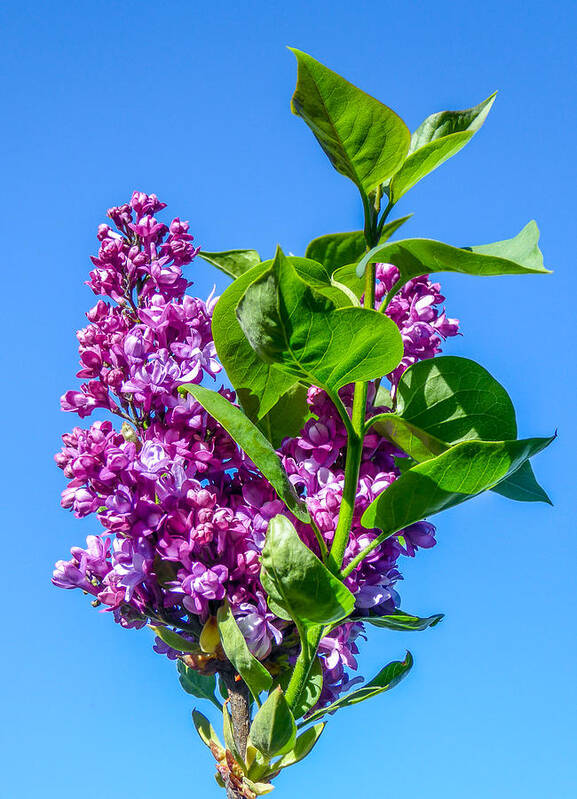 Lilac Poster featuring the photograph Lovely Lilacs by Pamela Newcomb