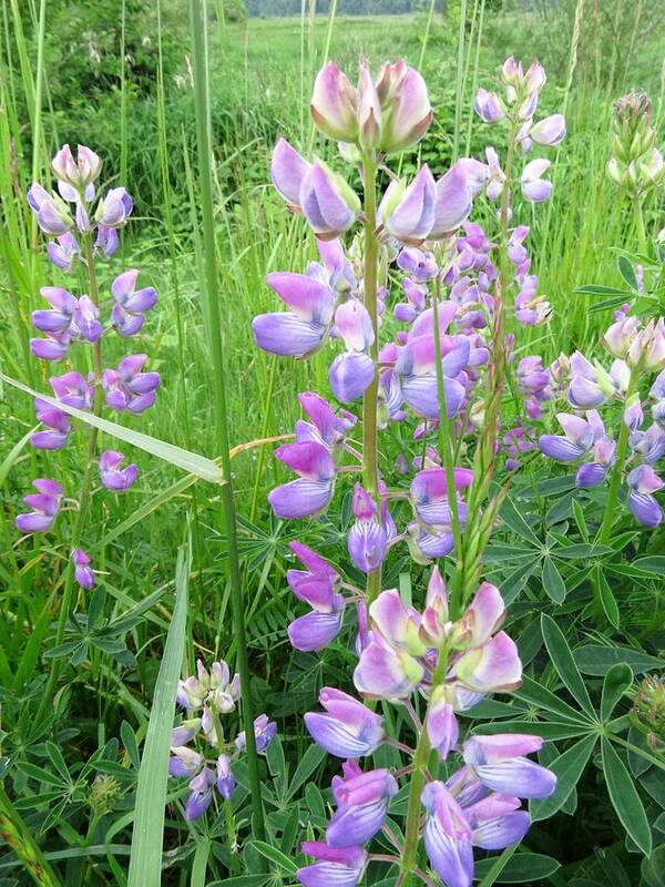 Streambank Lupine Poster featuring the photograph Lupine Time by I'ina Van Lawick