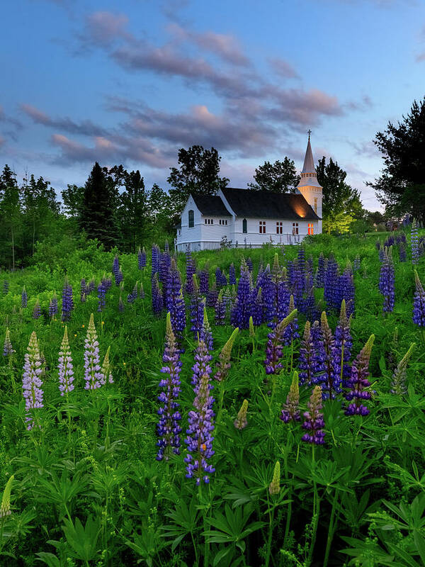 Lupines Poster featuring the photograph Lupines by the Church by Rob Davies