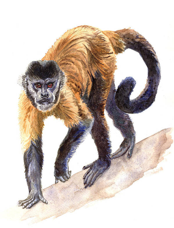 File:Macaco-prego (Cebus apella).jpg - Wikimedia Commons