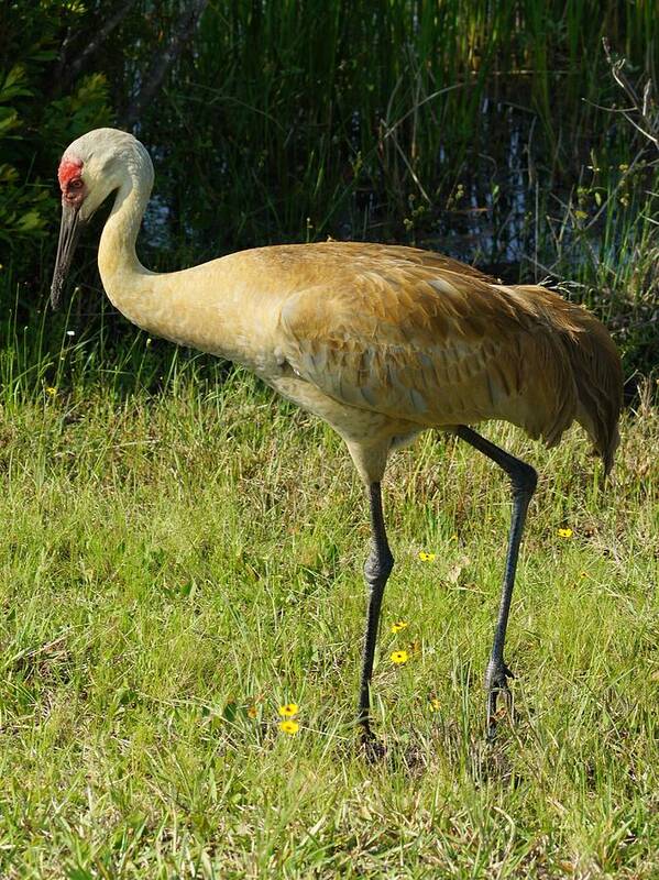Sandhill Poster featuring the photograph Male Sandhill Crane by Lynda Dawson-Youngclaus