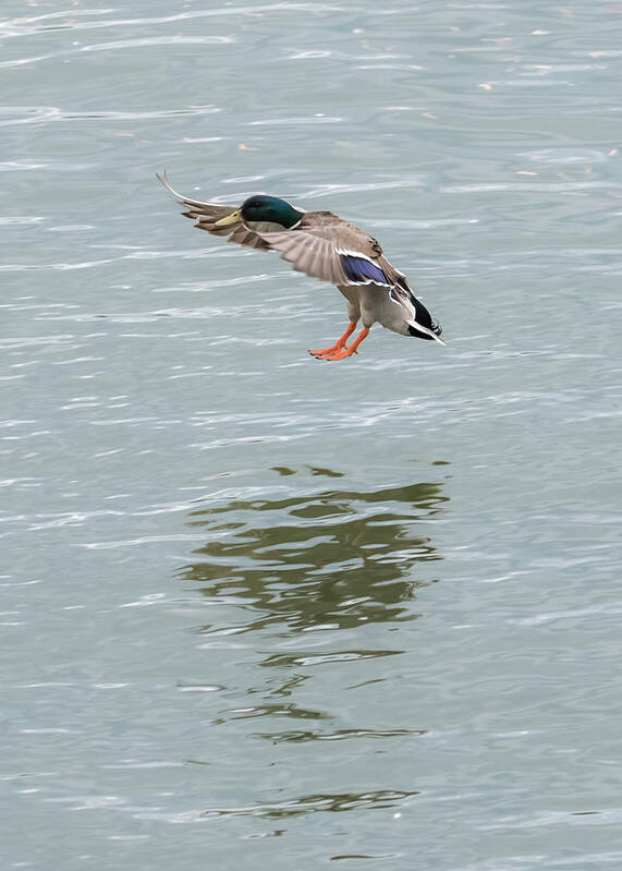 Mallard Poster featuring the photograph Mallard Drake Coming In For A Landing On The Ohio by Holden The Moment