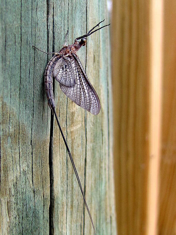 Macro Photography Poster featuring the photograph Mayfly 001 by Christopher Mercer