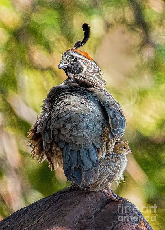 Quail Poster featuring the photograph Me and My Dad by Lisa Manifold