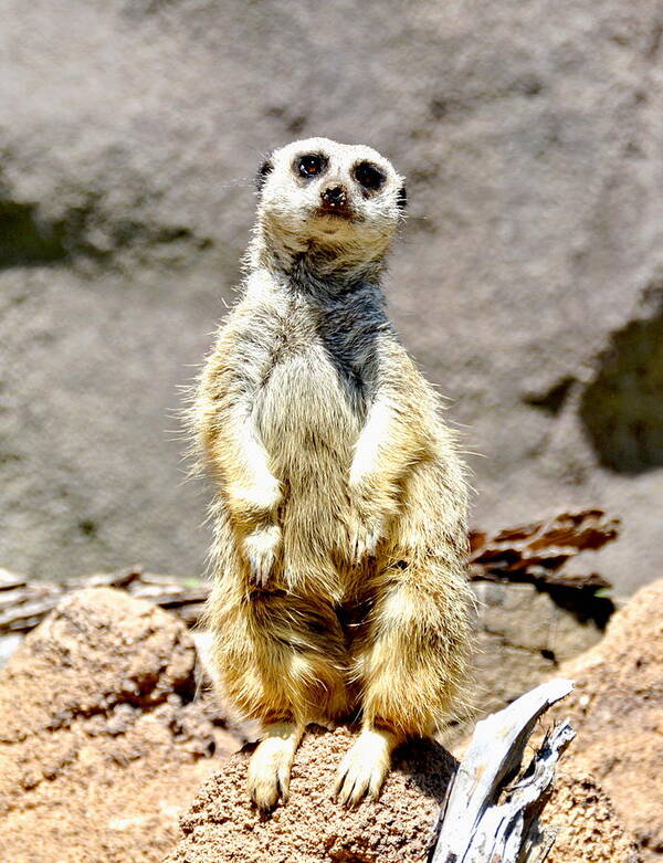 Meerkat Poster featuring the photograph Meerkat by Amy McDaniel