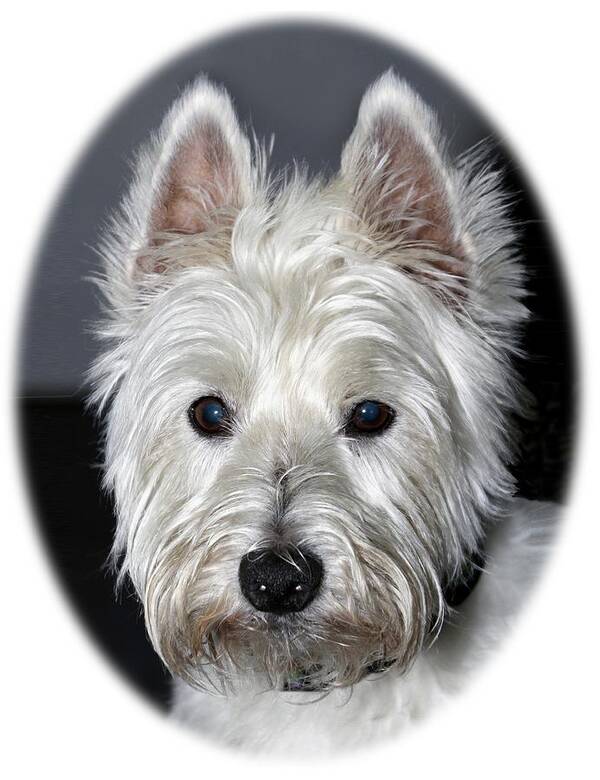 Purebred Poster featuring the photograph Mischievous Westie Dog by Bob Slitzan