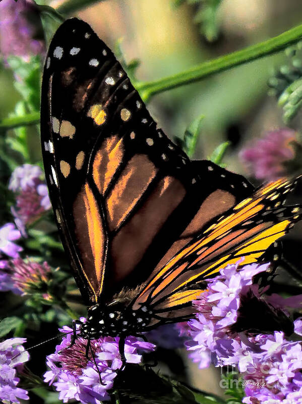 Monarch Butterfly Poster featuring the photograph Monarch and Lavendar by Jennie Breeze