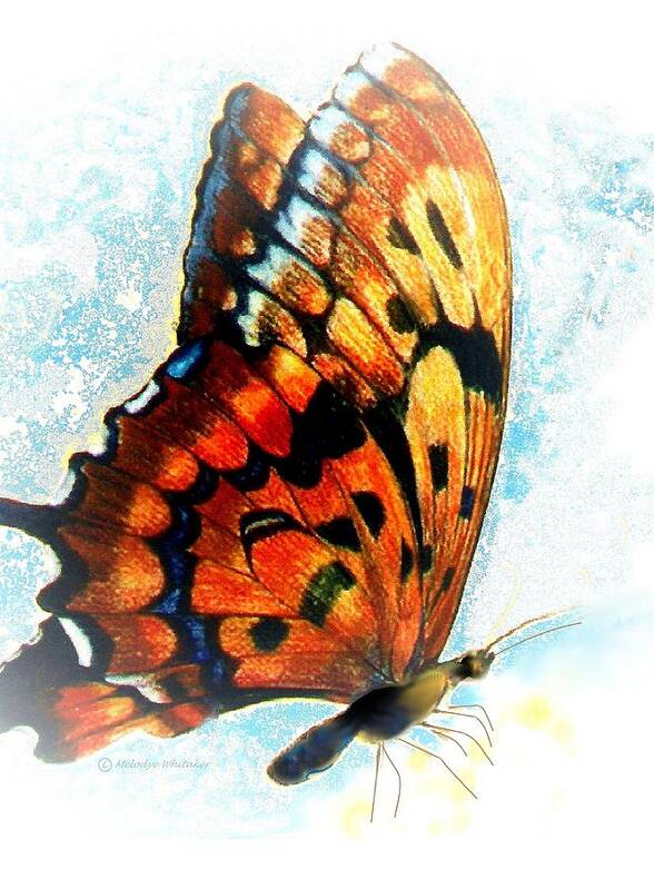 Colored Pencil Illustration With Digital Enhancement Created For Greeting Cards Poster featuring the drawing Monarch by Melodye Whitaker